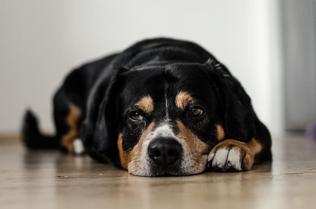 Featured image for blog post: Senior Dog Food: Guide to Safe Vegetarian Diets for Aging Pets