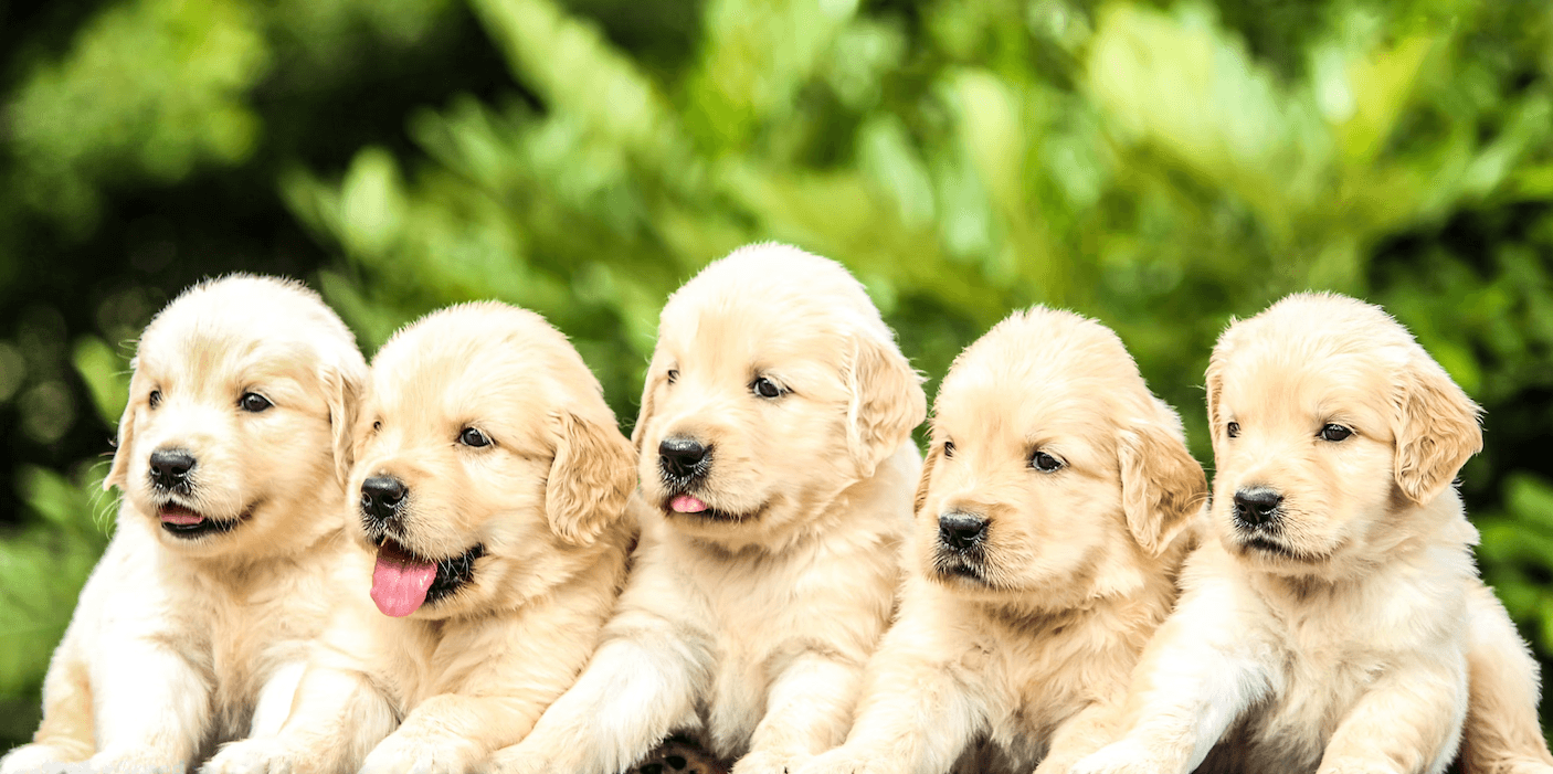 Omni Plant Based Joint Support Dog Treat